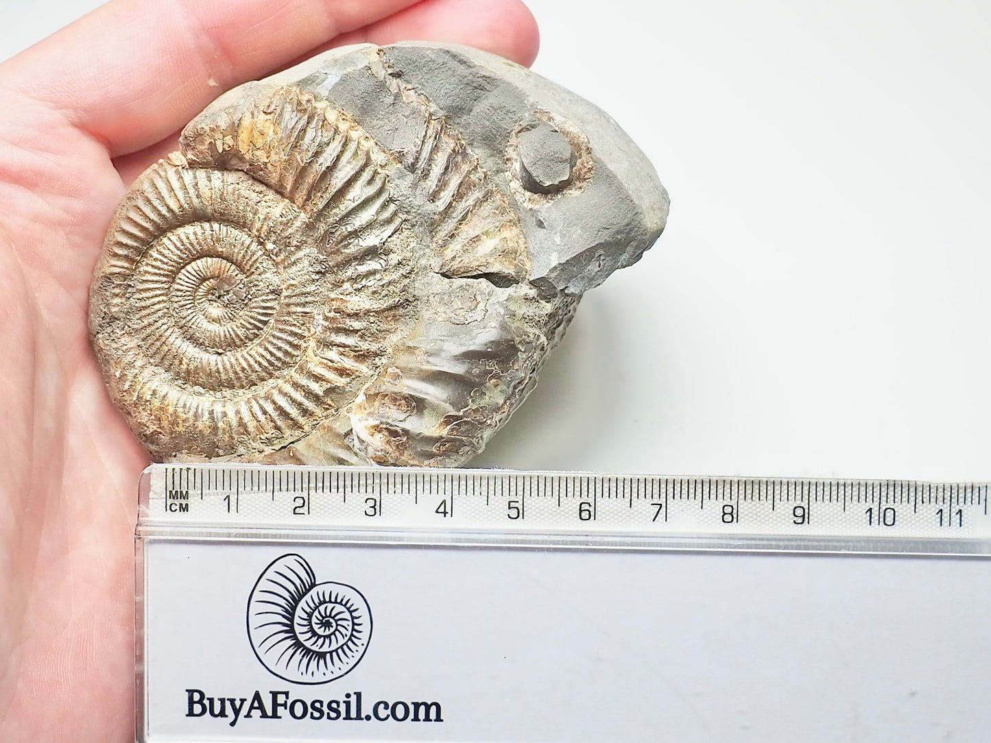 Ammonite - Pick N Mix