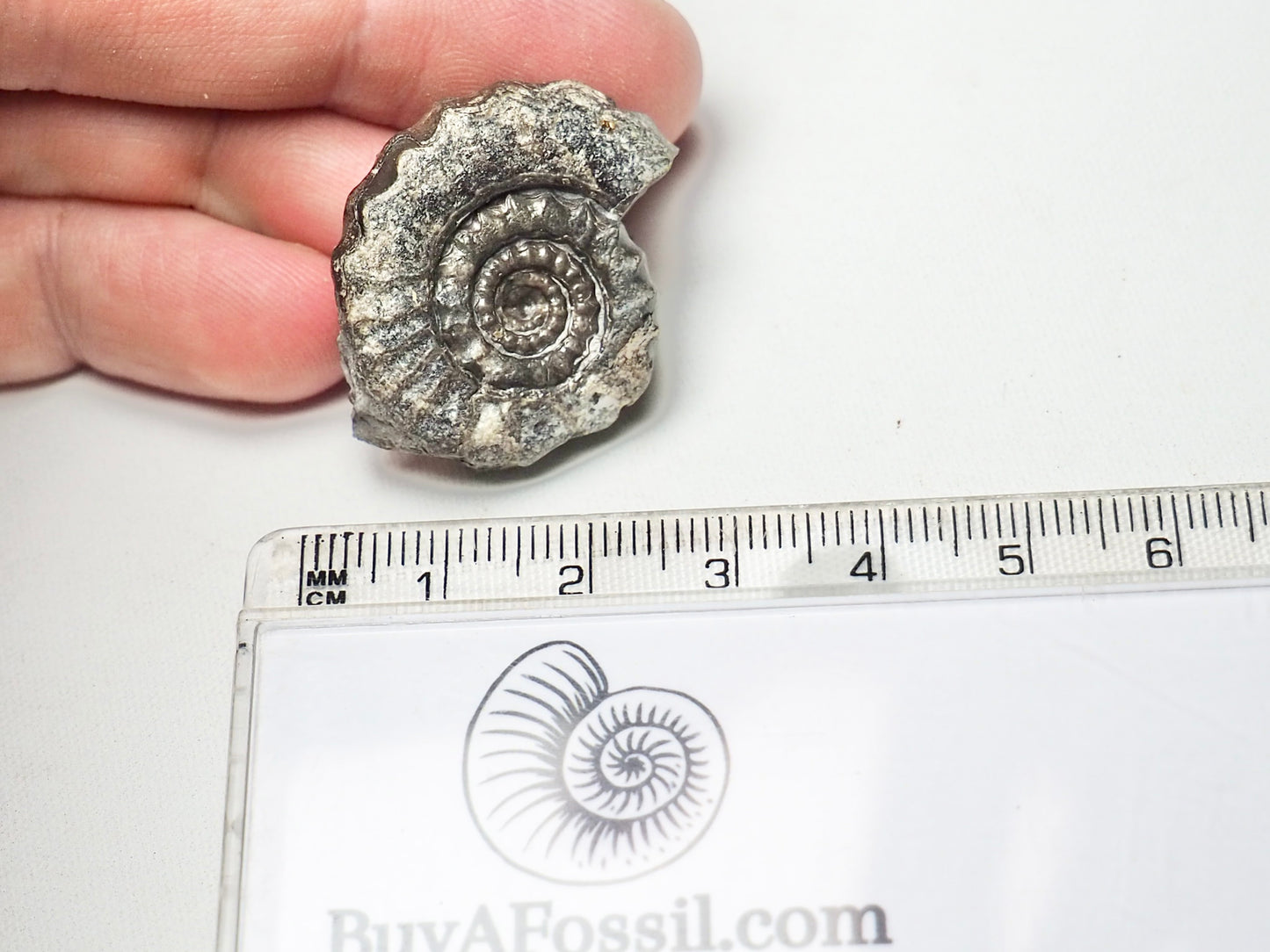 Ammonite - Pick N Mix