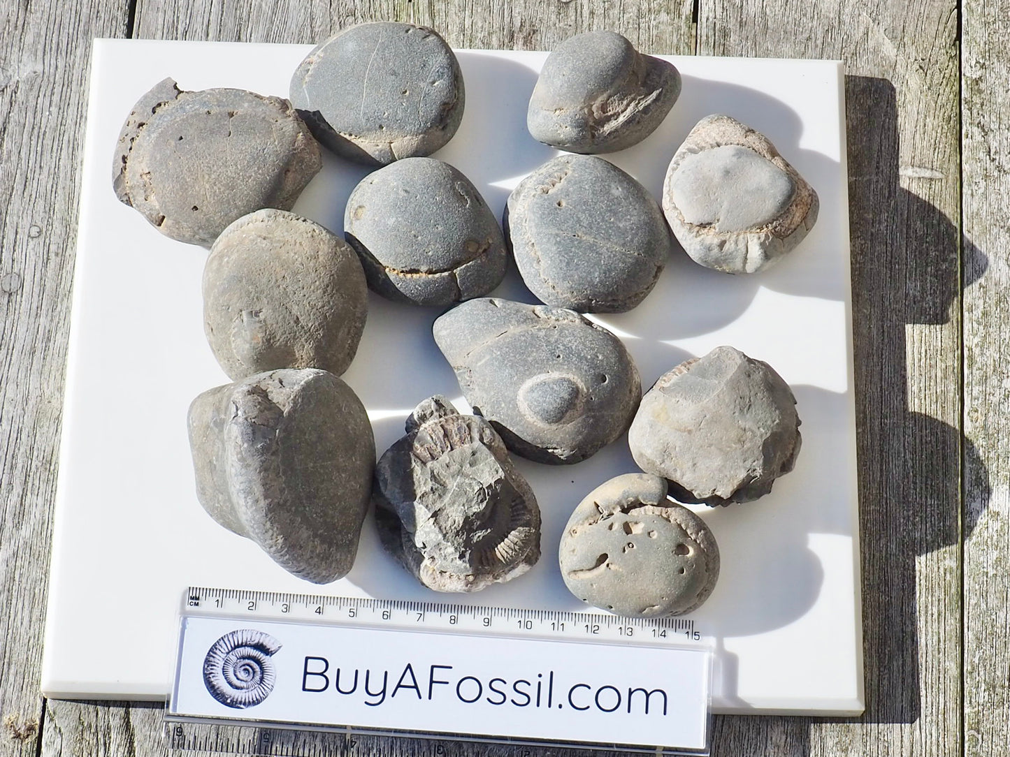 12x Small Ammonite Nodules – Yorkshire Coast Fossils | Crack Your Own | Prep Practice Kit
