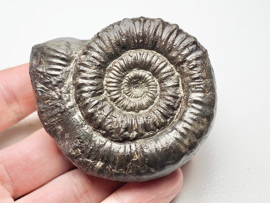 Porpoceras vortex