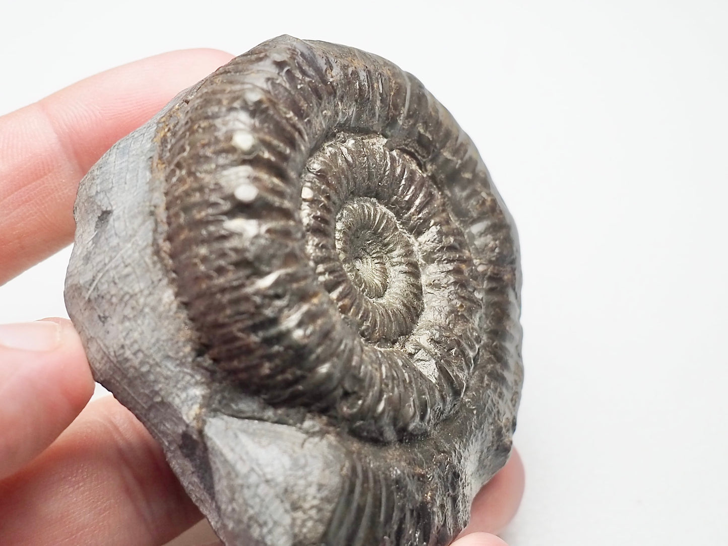 Porpoceras vortex
