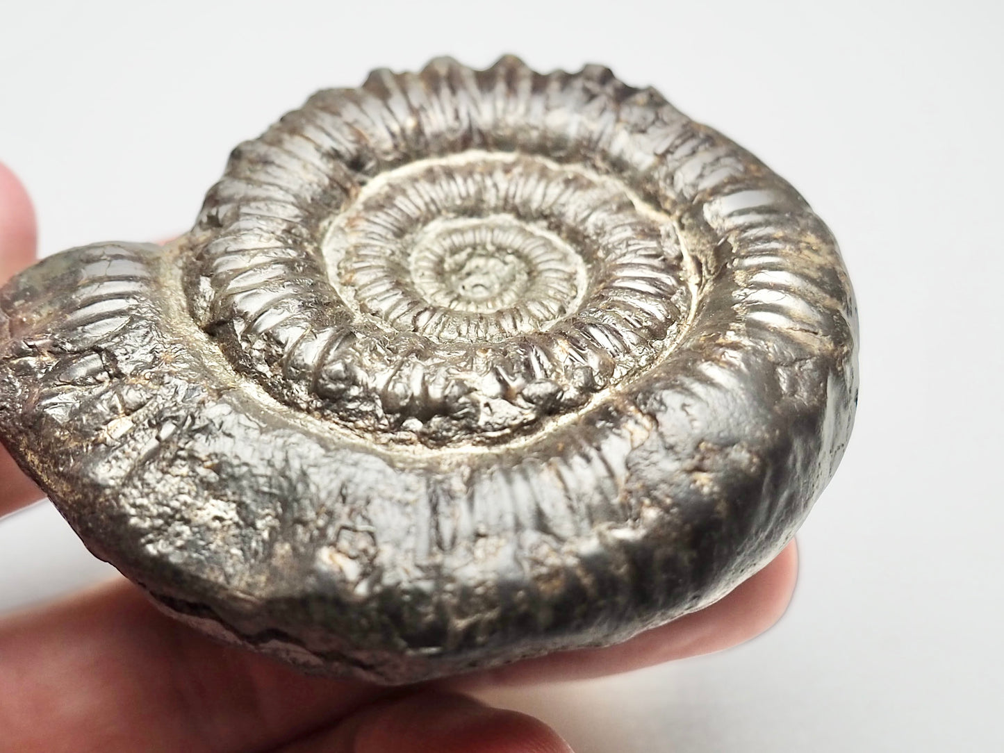 Porpoceras vortex