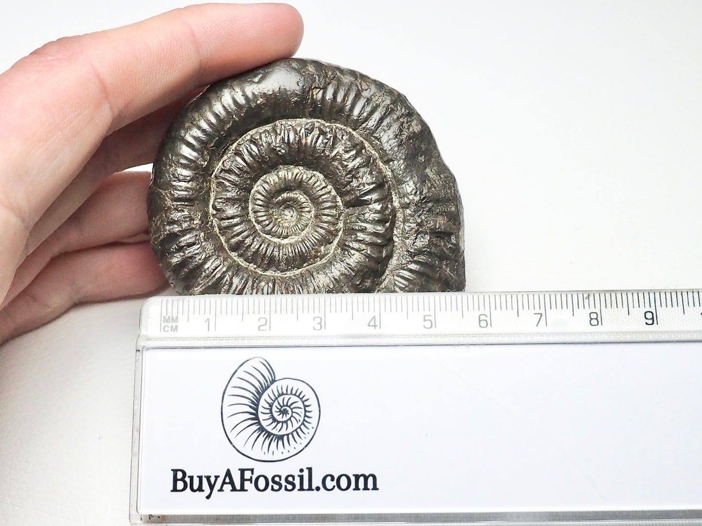 Porpoceras vortex