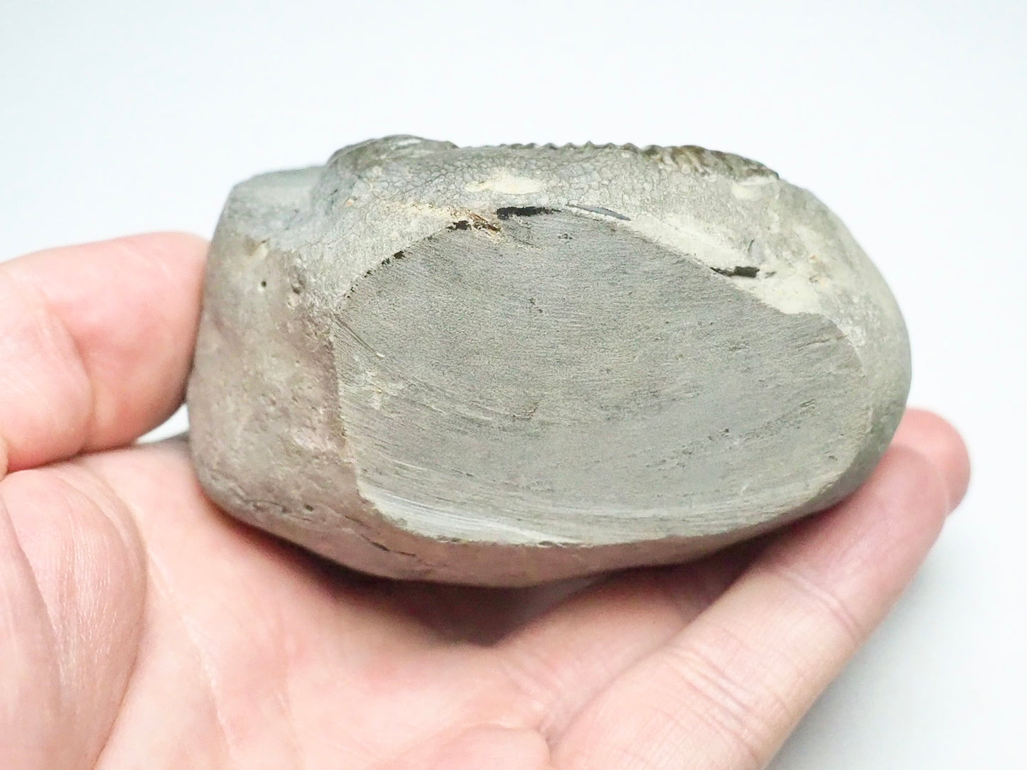 Dactylioceras Ammonite