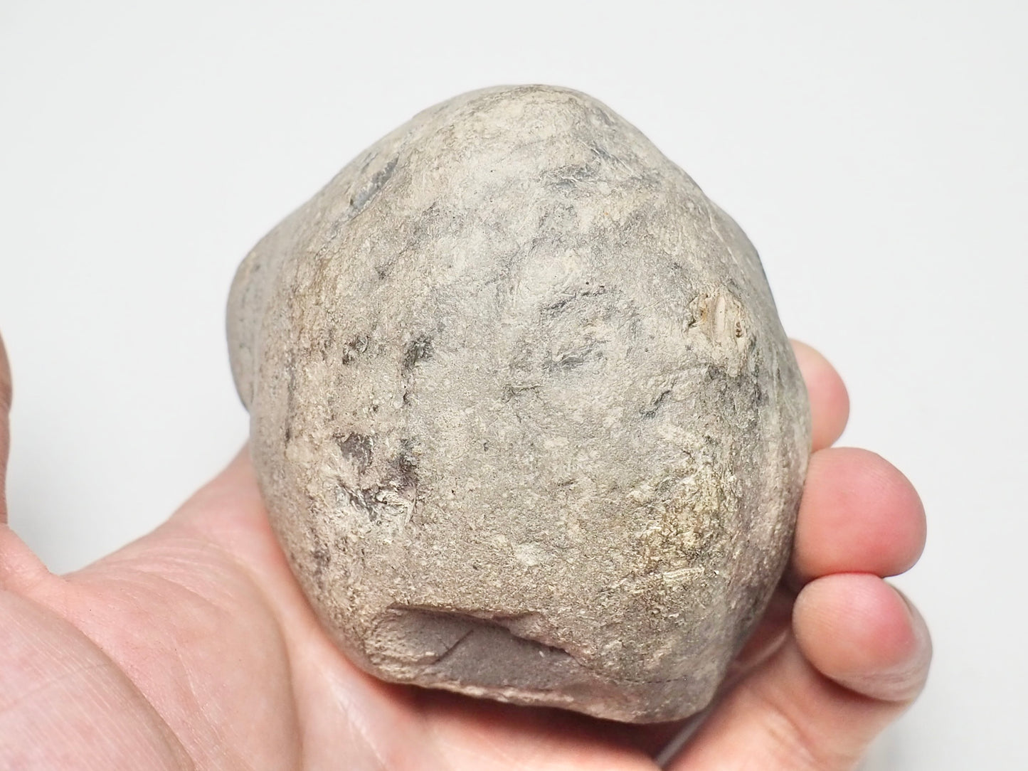 Ichthyosaur Vertebra POS/NEG