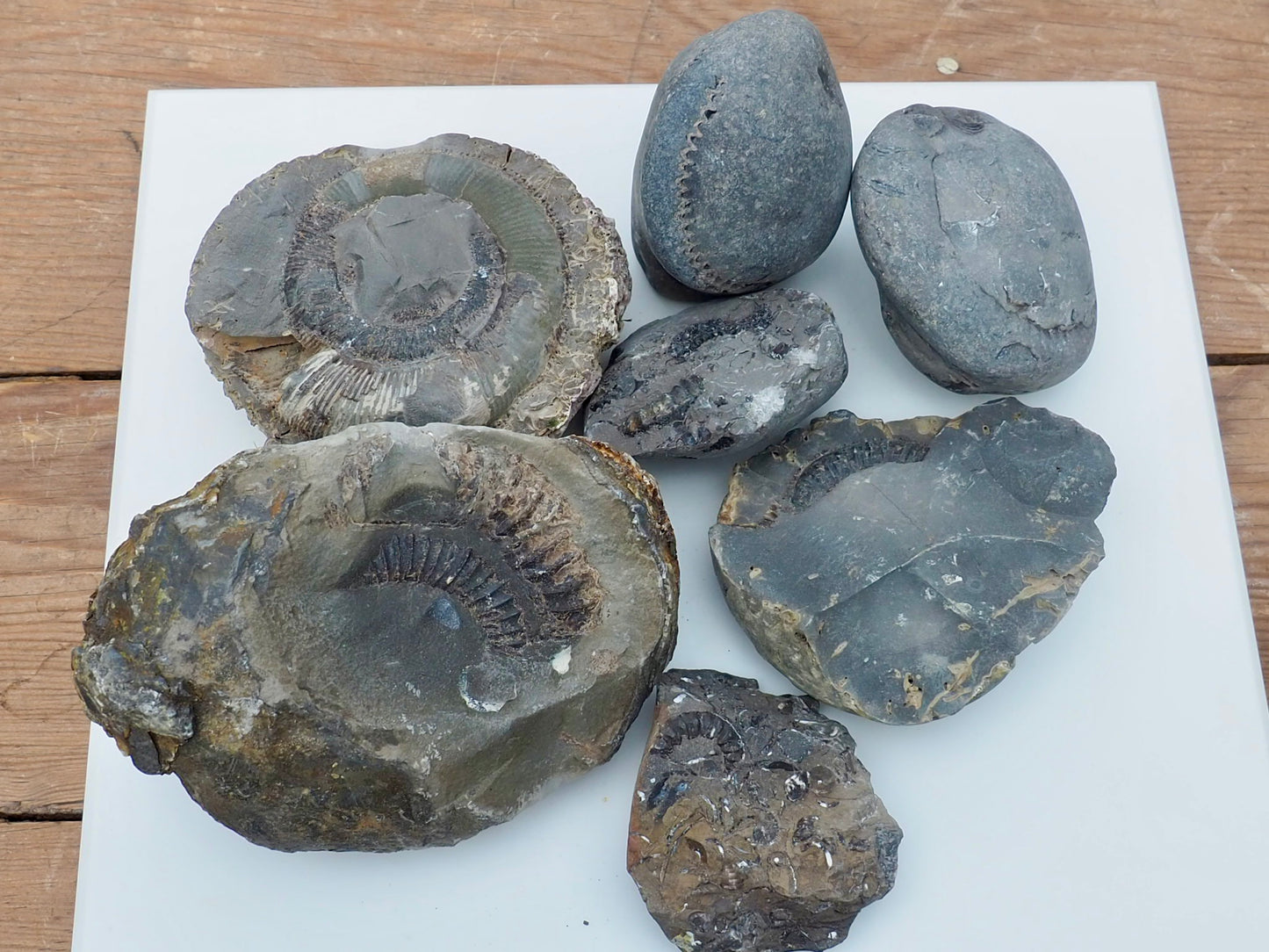 Prepare Your Own Fossils