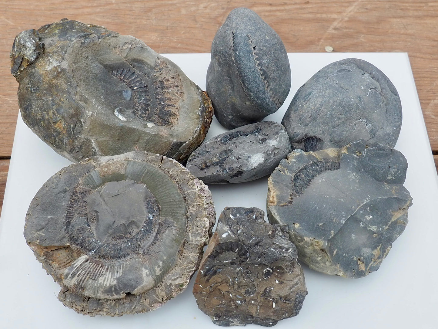 Prepare Your Own Fossils