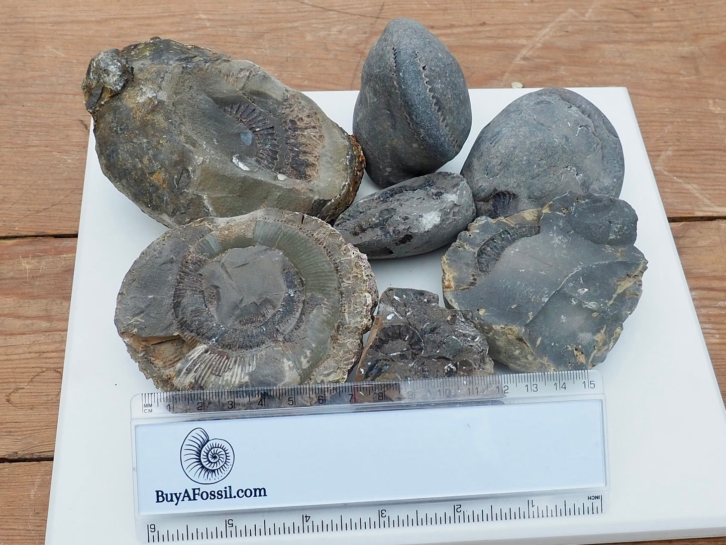 Prepare Your Own Fossils