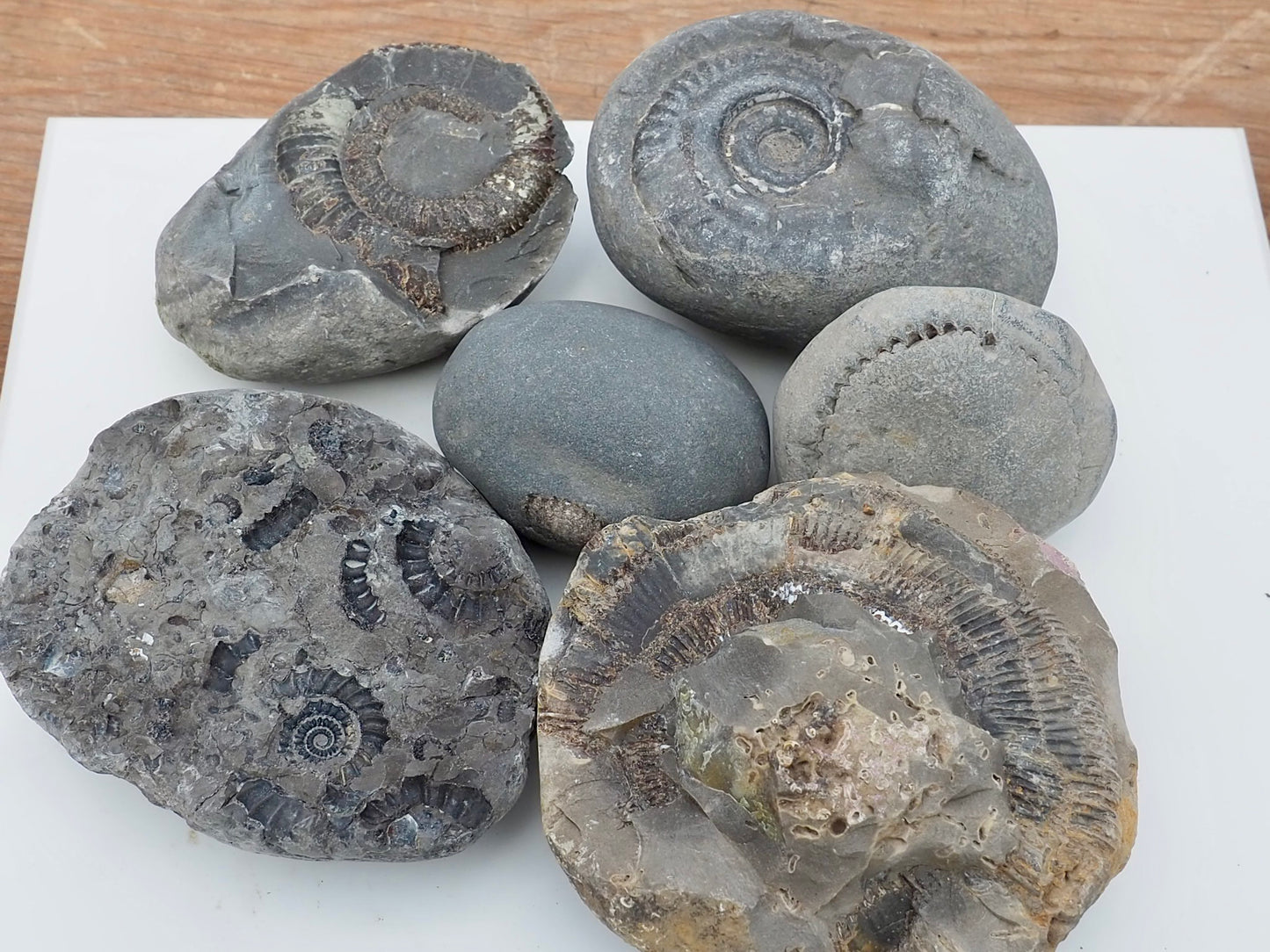 Prepare Your Own Fossils