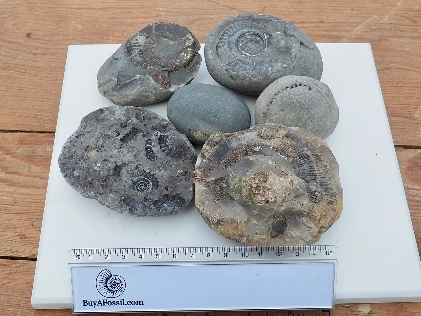 Prepare Your Own Fossils
