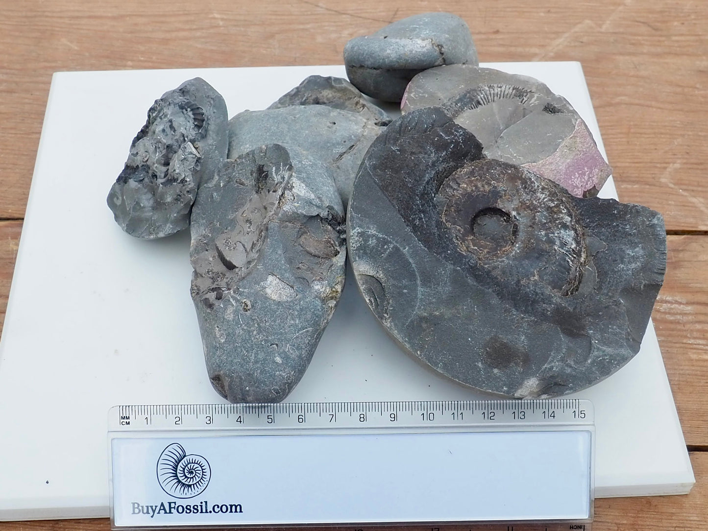Prepare Your Own Fossils