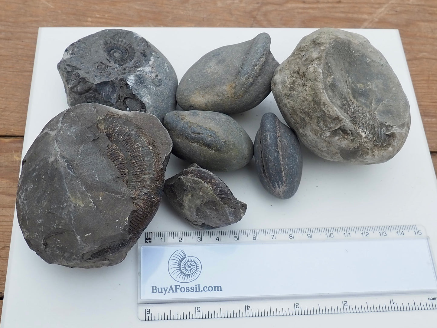 Prepare Your Own Fossils