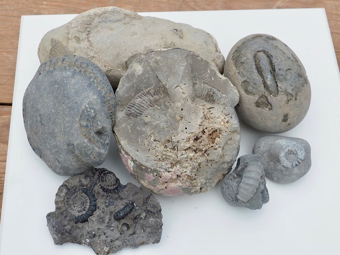 Prepare Your Own Fossils