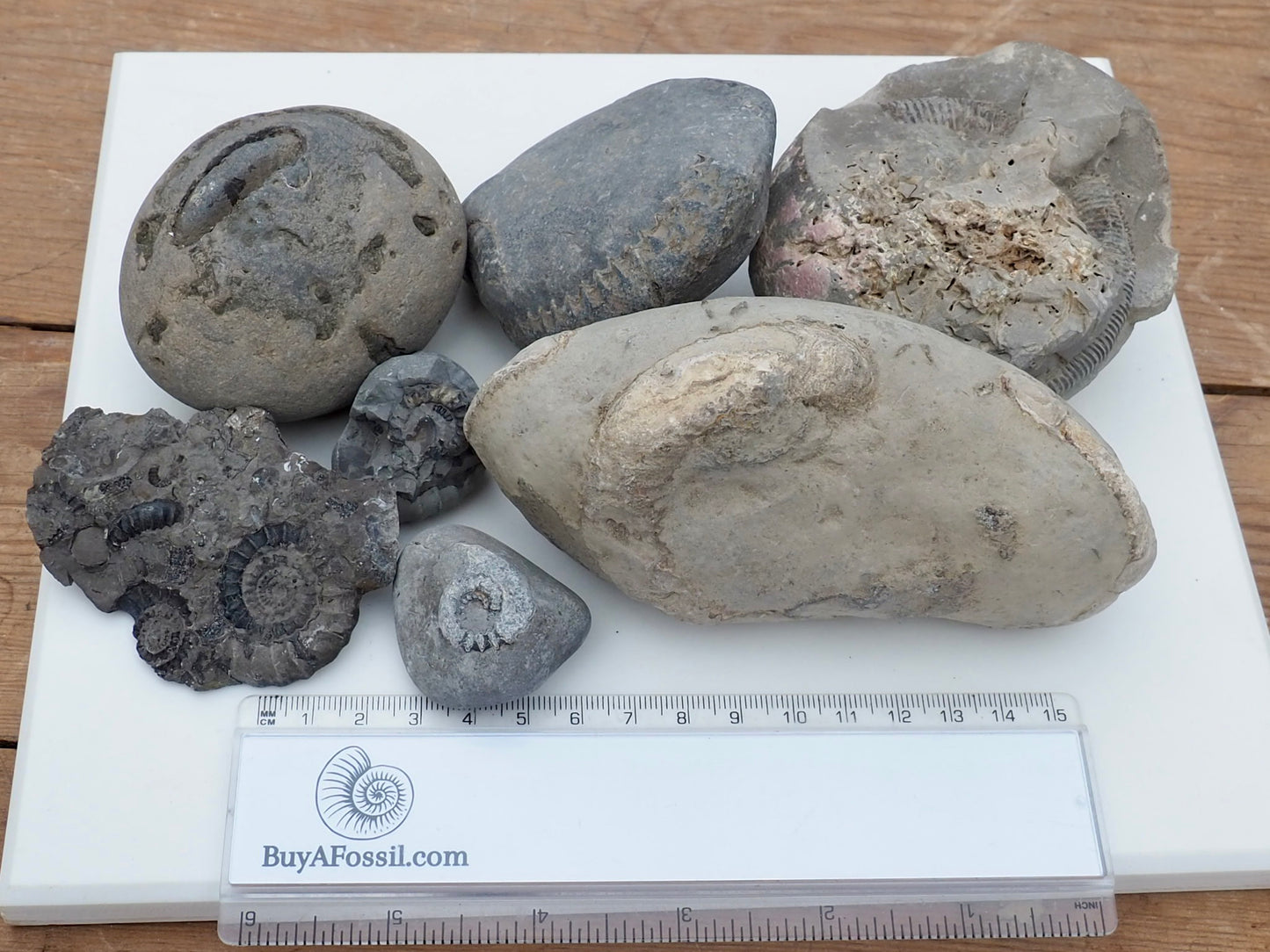Prepare Your Own Fossils