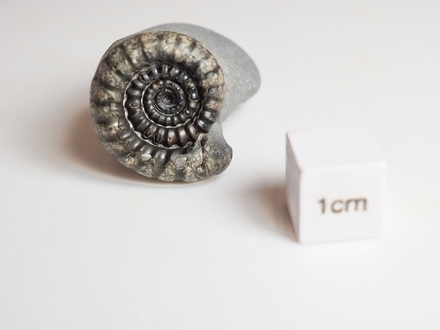 Gagaticeras Ammonite Fossil – Lower Lias Yorkshire Coast – 200 Million Years