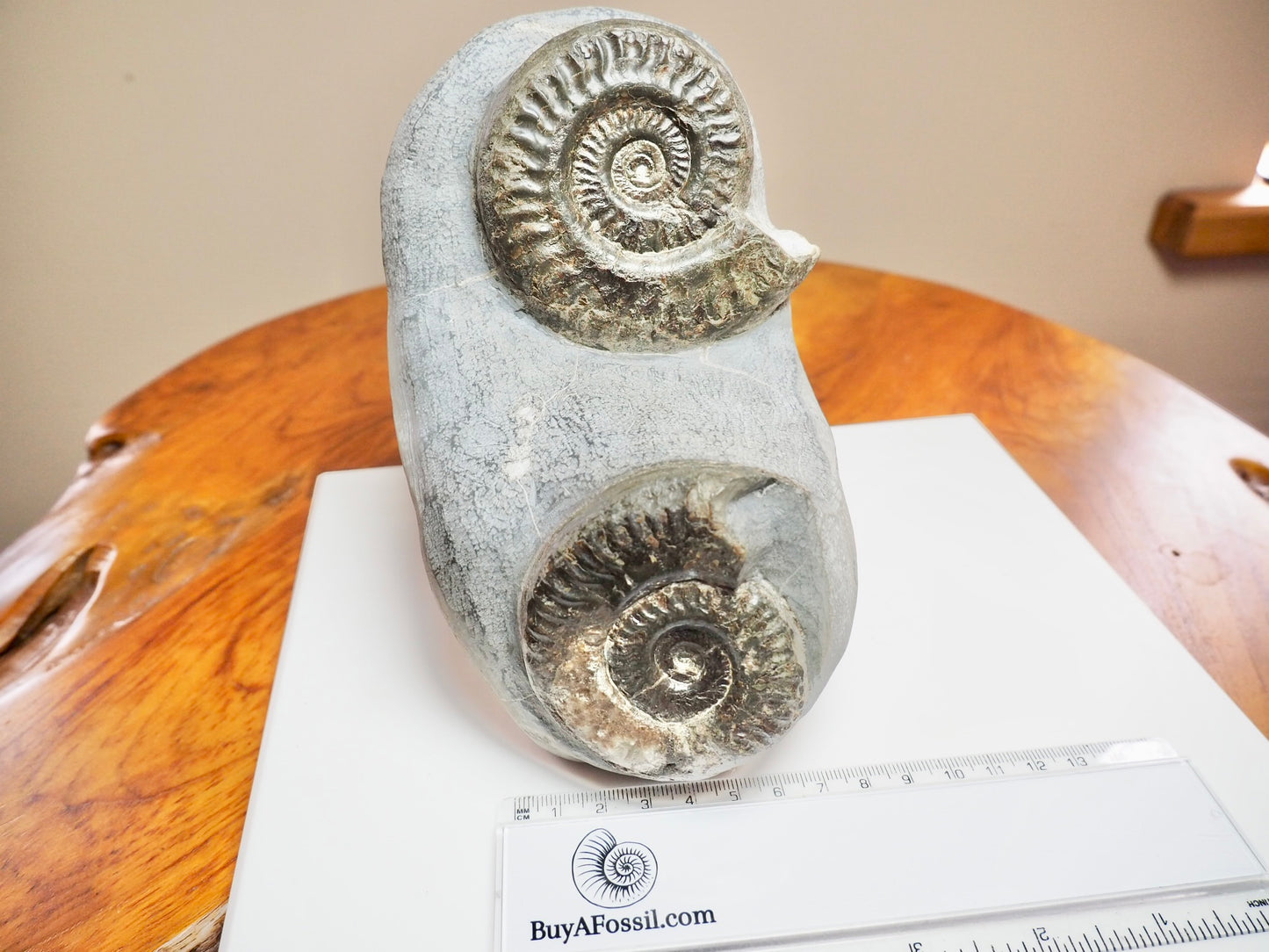 Rare Double Hildoceras Ammonite Fossil – Cut Base – Yorkshire Jurassic