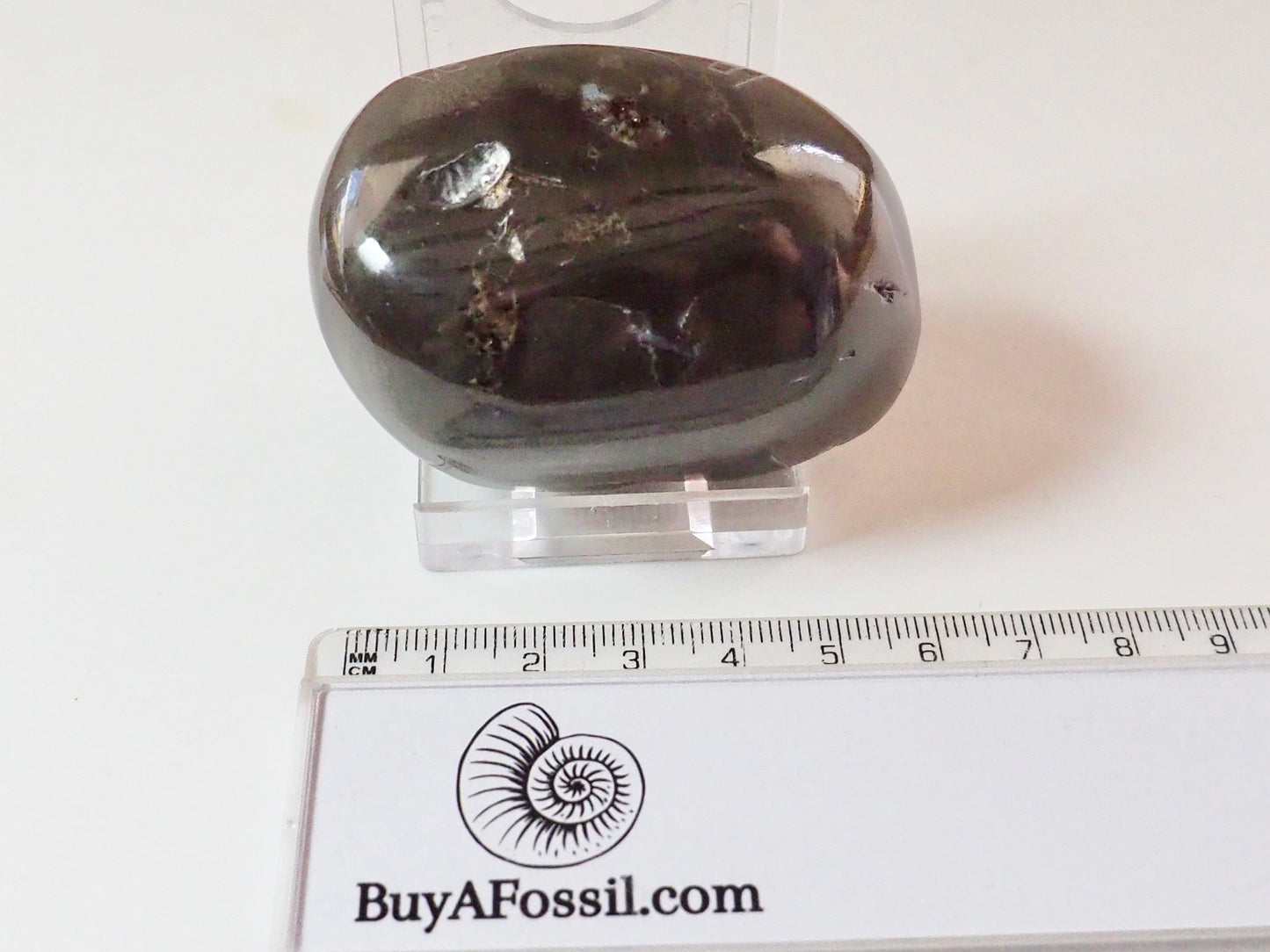 Polished Ichthyosaur Bone Pebble – Jurassic Yorkshire Coast Fossil