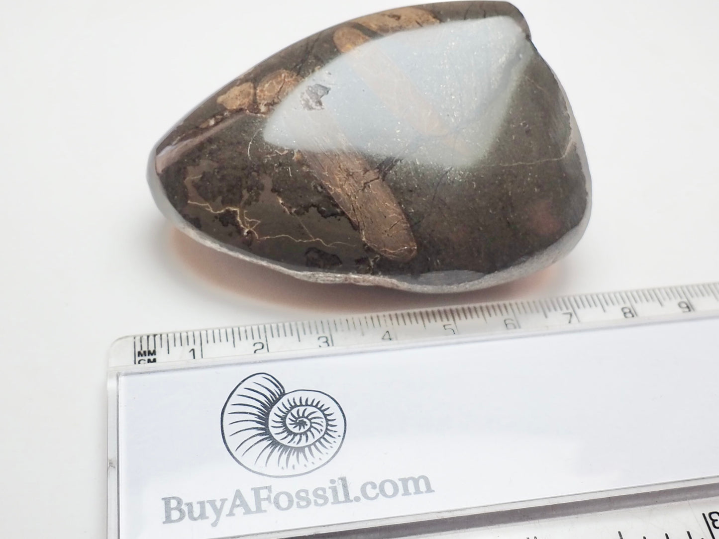 Polished Ichthyosaur Rib Bone Pebble – Jurassic Yorkshire Fossil