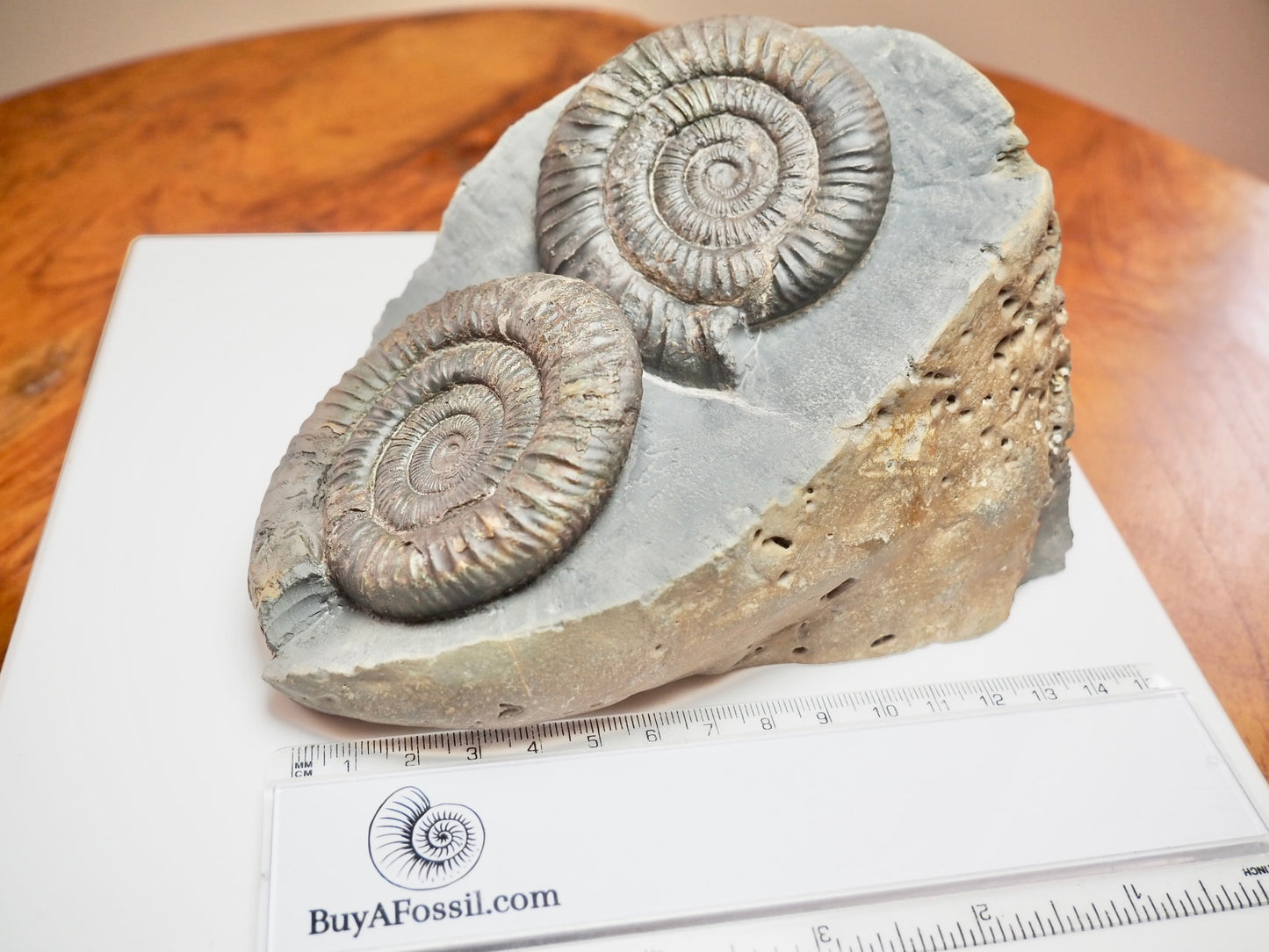 Stunning Double Dactylioceras Ammonite Fossil – Dual Cut Base Display Piece
