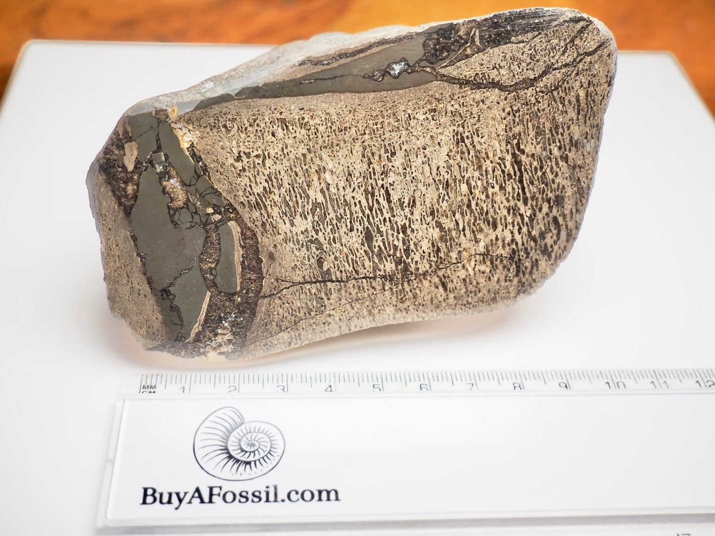 Large Polished Plesiosaur Vertebra – Sliced Jurassic Fossil – Yorkshire