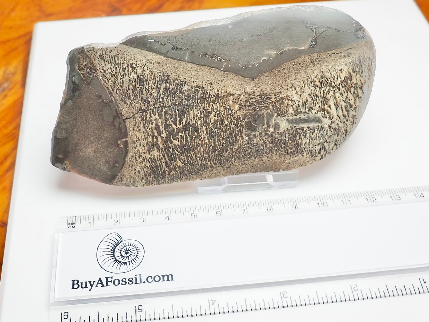 Polished Plesiosaur Vertebra Slice – Large Jurassic Fossil – Yorkshire Coast