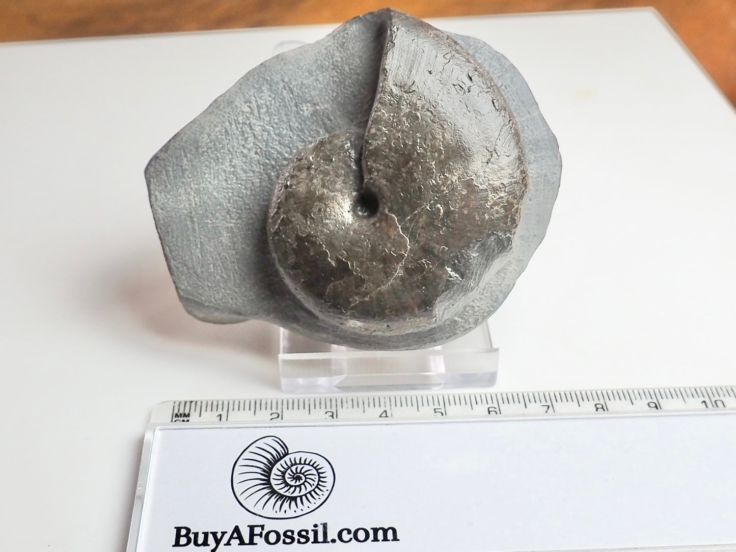 Phylloceras Ammonite Fossil – Prepared on Matrix – Yorkshire
