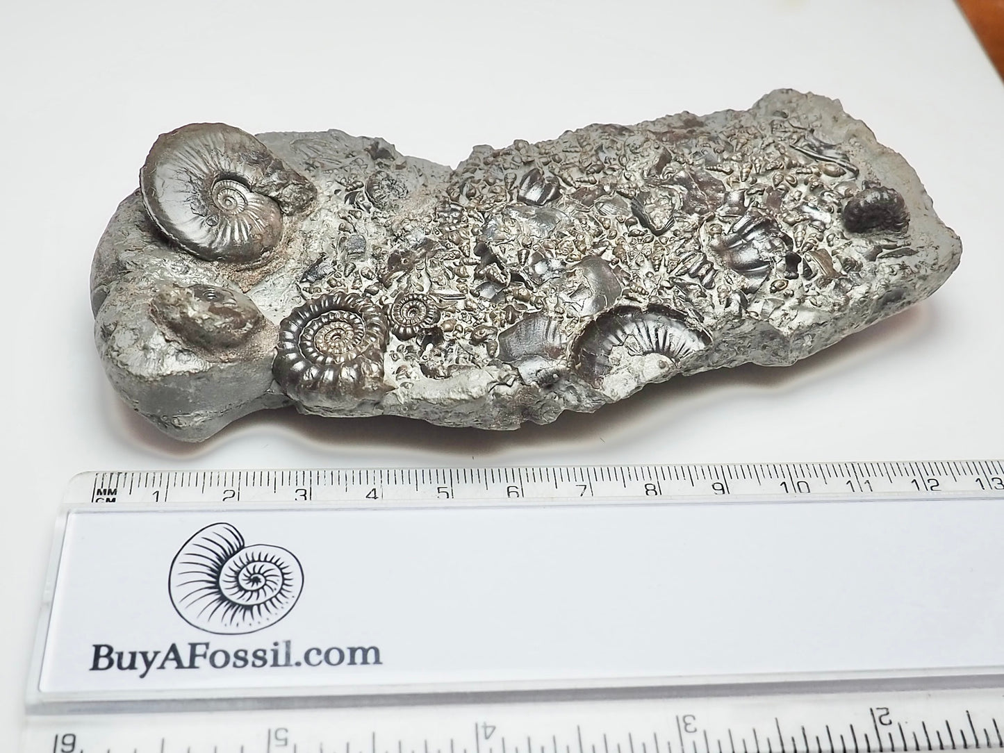 Oxynoticeras & Gagaticeras Fossil Block – Multi-Ammonite Lower Lias – Yorkshire