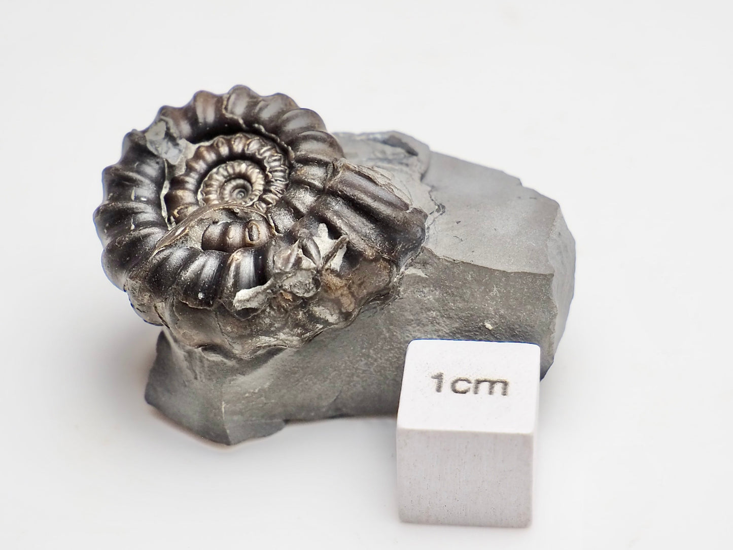 Gagaticeras Ammonite Fossil – Lower Lias Yorkshire Coast – Jurassic
