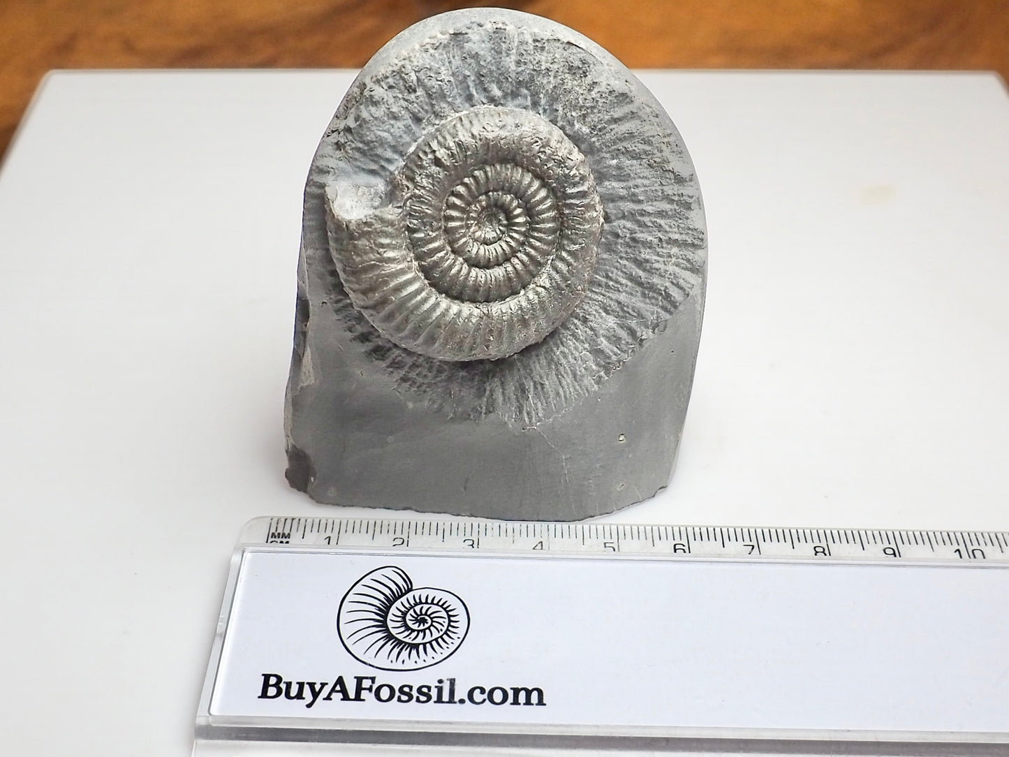 Zugodactylites Ammonite Fossil With Cut Base – Jurassic Yorkshire Coast
