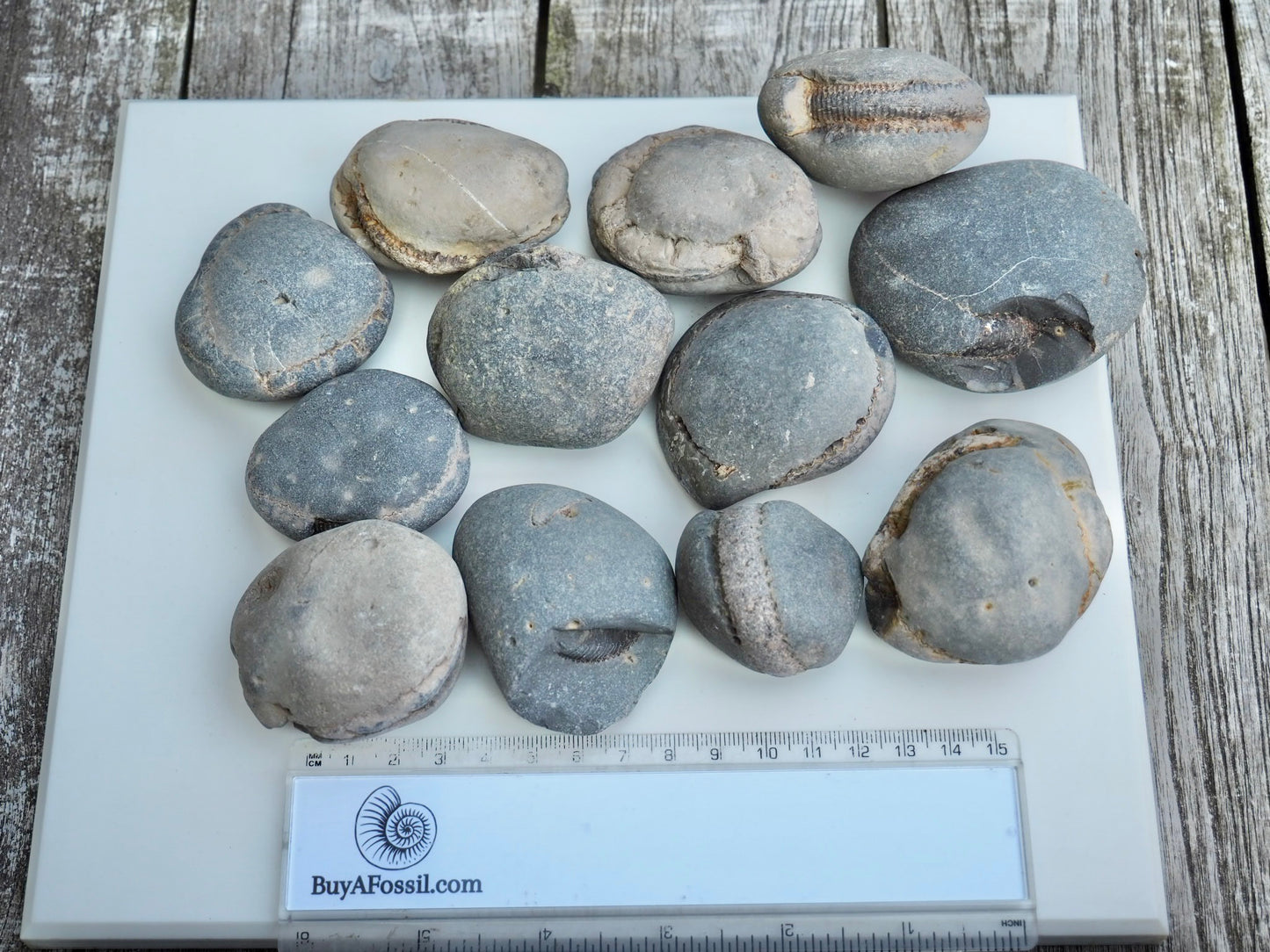 12x Small Ammonite Nodules – Yorkshire Coast Fossils | Crack Your Own | Prep Practice Kit
