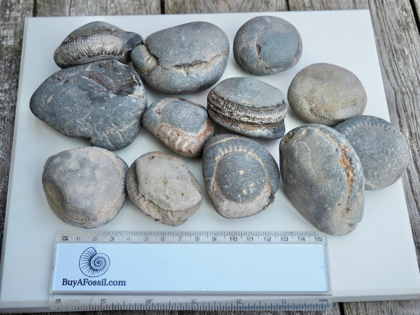 12x Small Ammonite Nodules – Yorkshire Coast Fossils | Crack Your Own | Prep Practice Kit