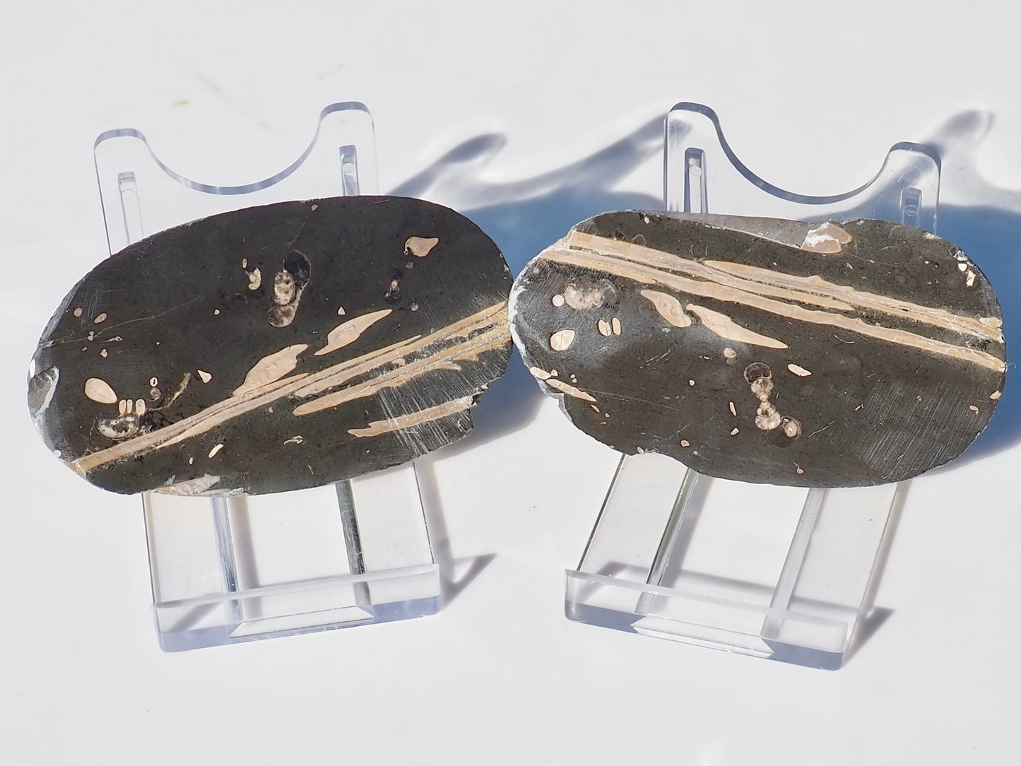 Polished Jurassic Fish Bone Gyrosteus Whitby POS/NEG