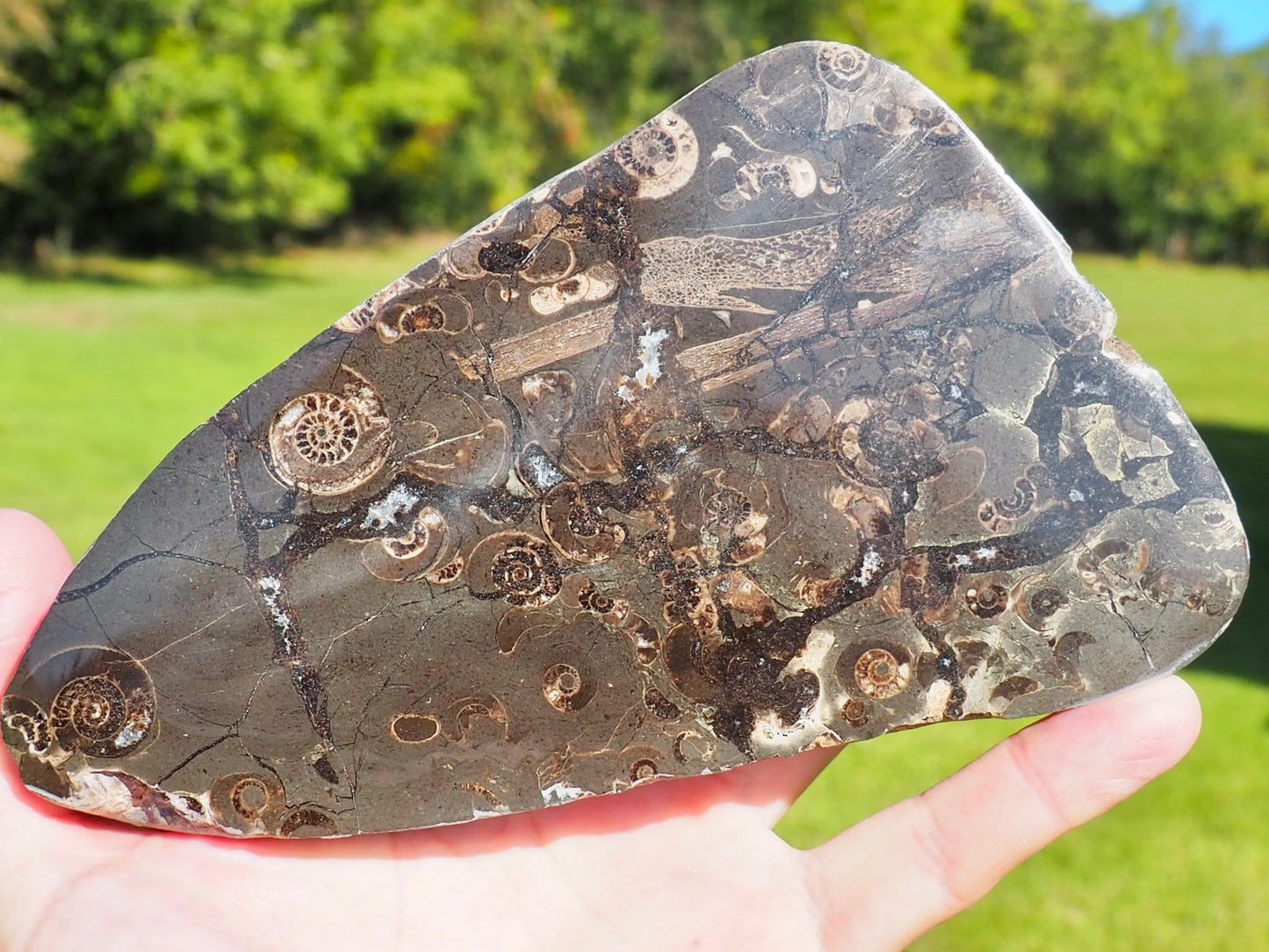 Cut & Polished Marine Reptile Bones POS/NEG