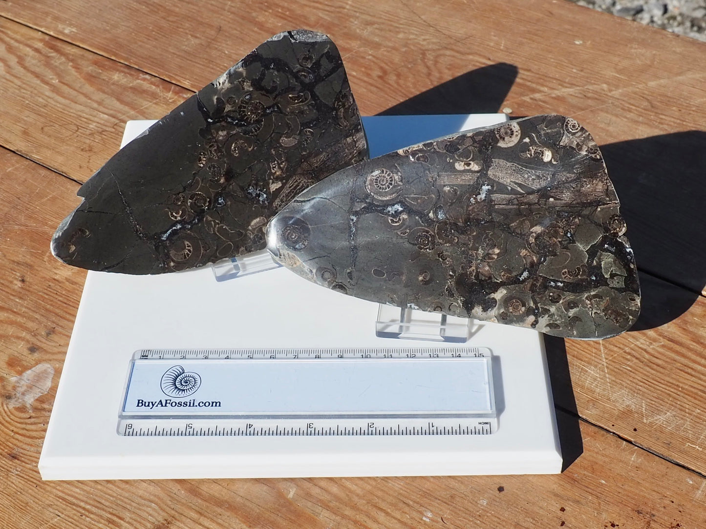 Cut & Polished Marine Reptile Bones POS/NEG
