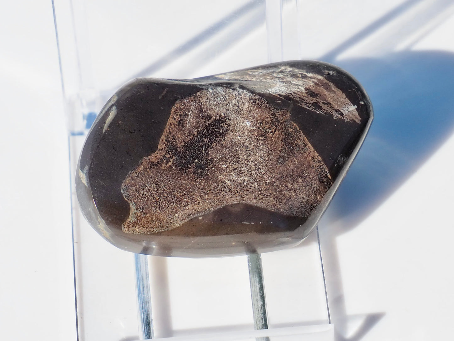 Polished Ichthyosaur Bones