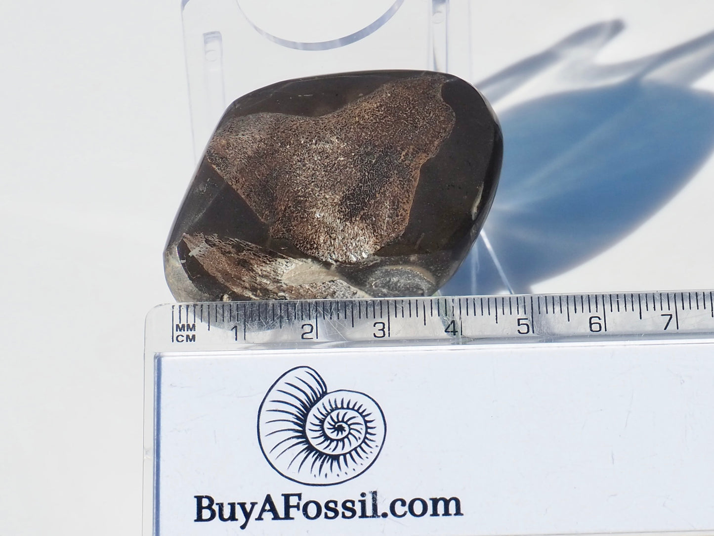 Polished Ichthyosaur Bones