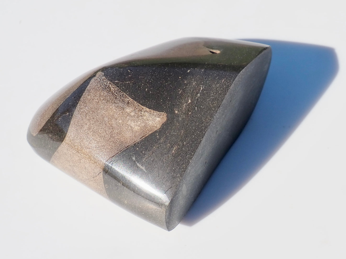 Ichthyosaur Bones Paper Weight