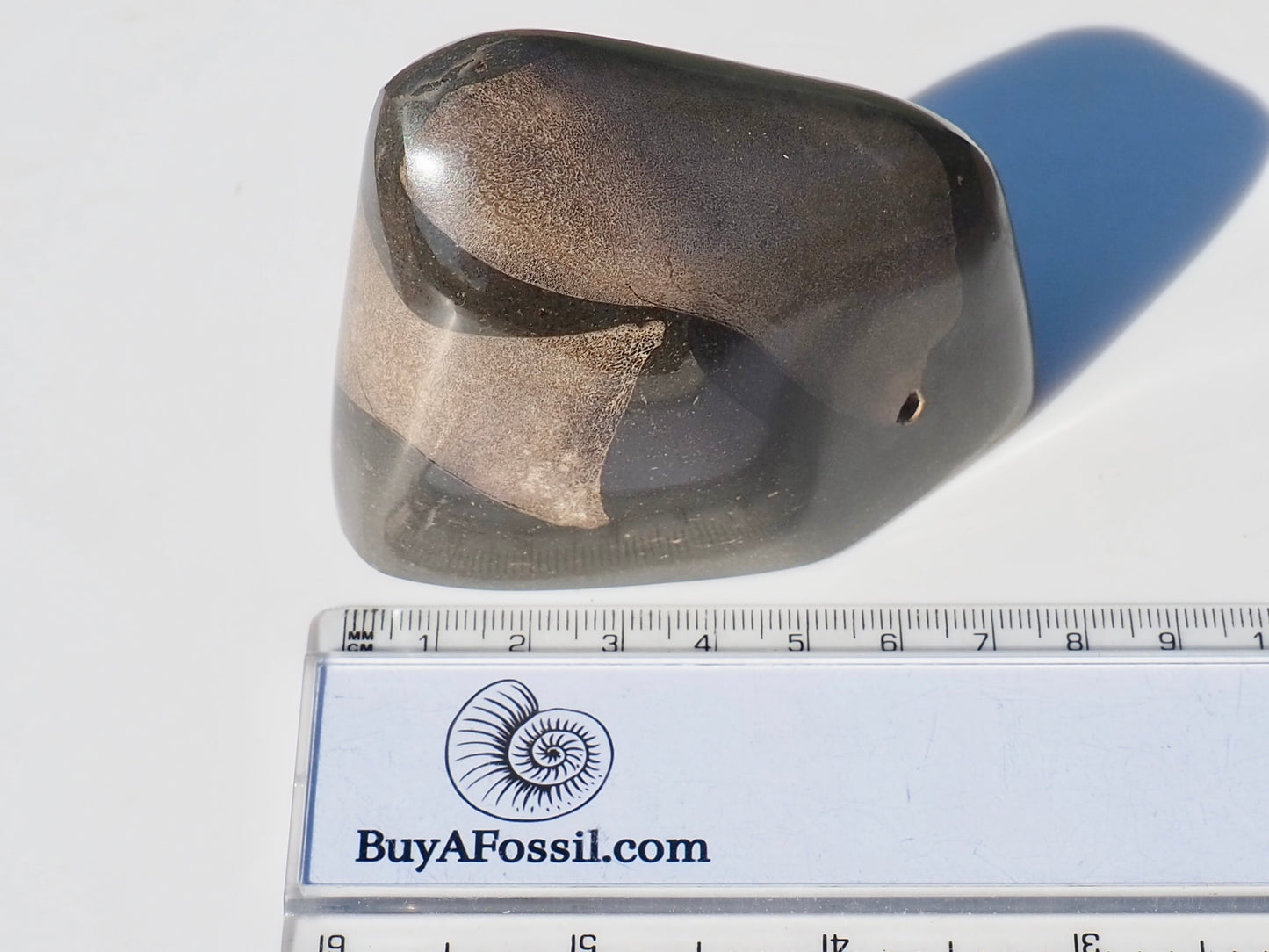 Ichthyosaur Bones Paper Weight