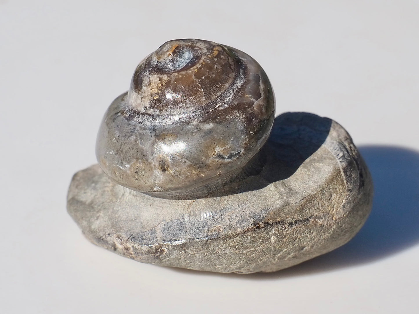 Gastropod