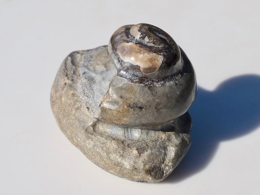 Gastropod