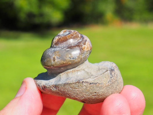Gastropod