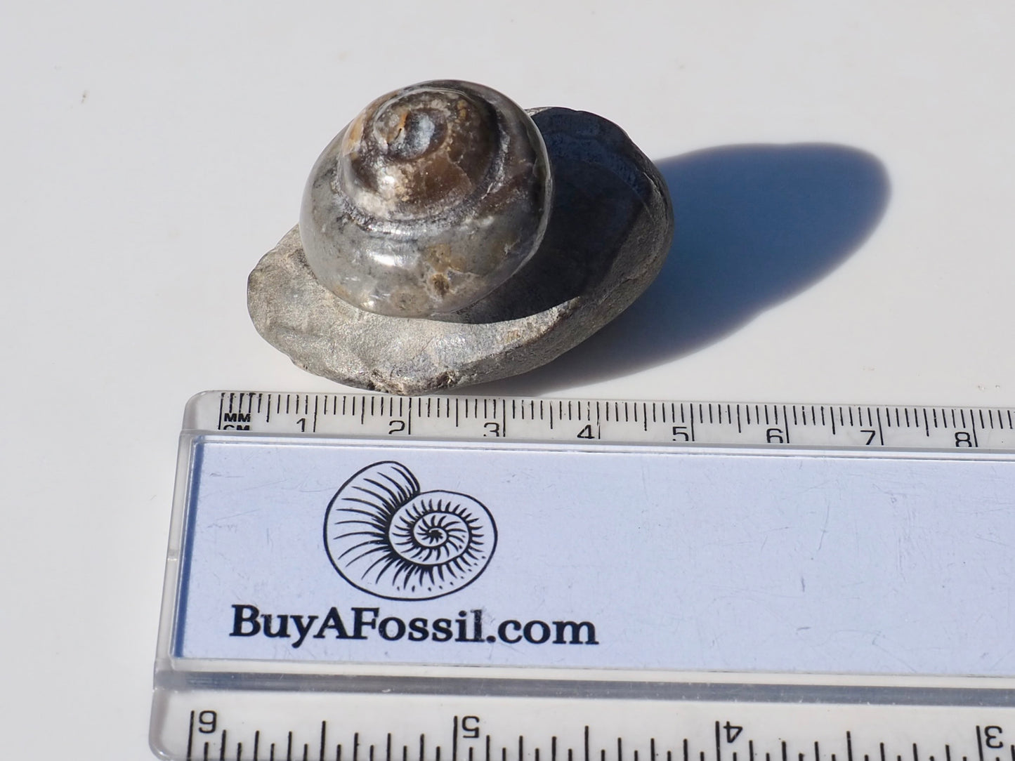 Gastropod