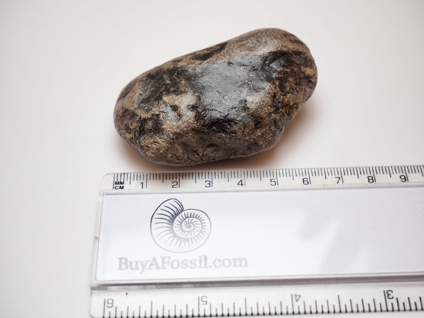 Fossilised Jurassic Coprolite From Whitby UK Lower Jurassic