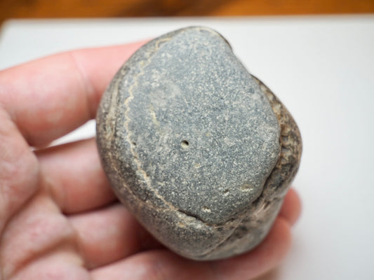 Dactylioceras Ammonite Fossil Split Pair – Whitby Yorkshire Coast Jurassic