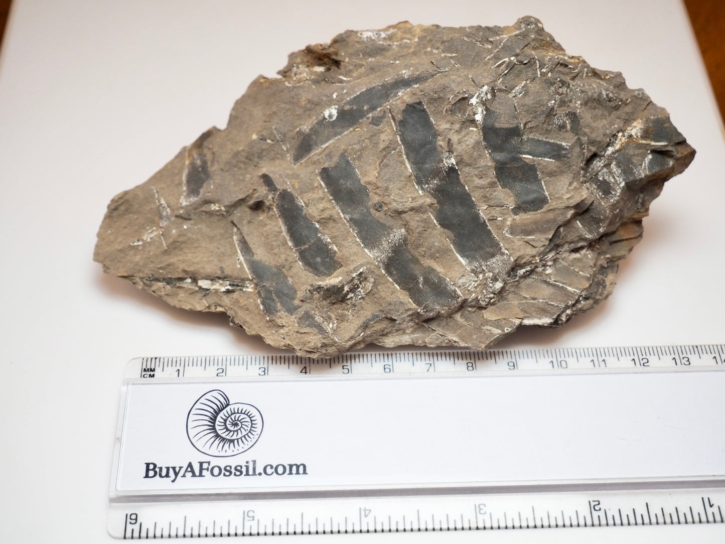 Jurassic Fossilised Plant Material In Sandstone From Whitby UK