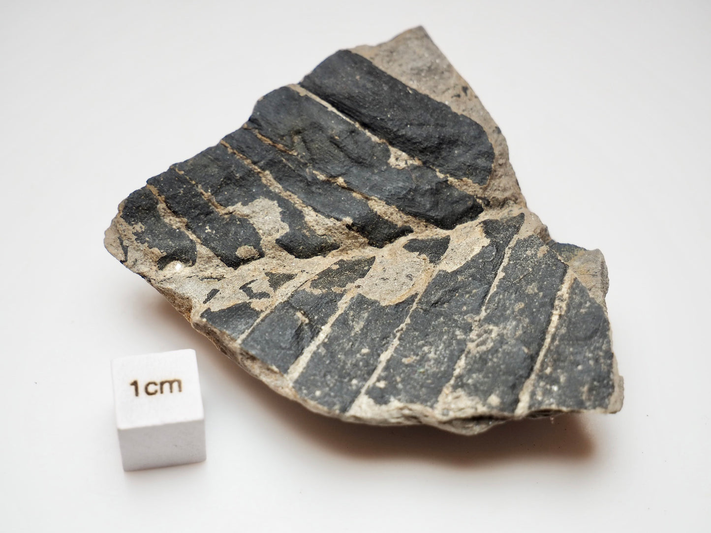 Fossil Fern Plant Material Specimen From Whitby Yorkshire Coast