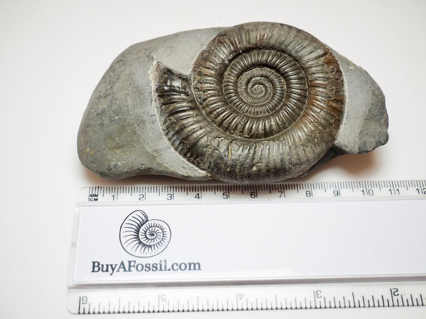 Prepared Dactylioceras Ammonite Fossil From Whitby Yorkshire Coast