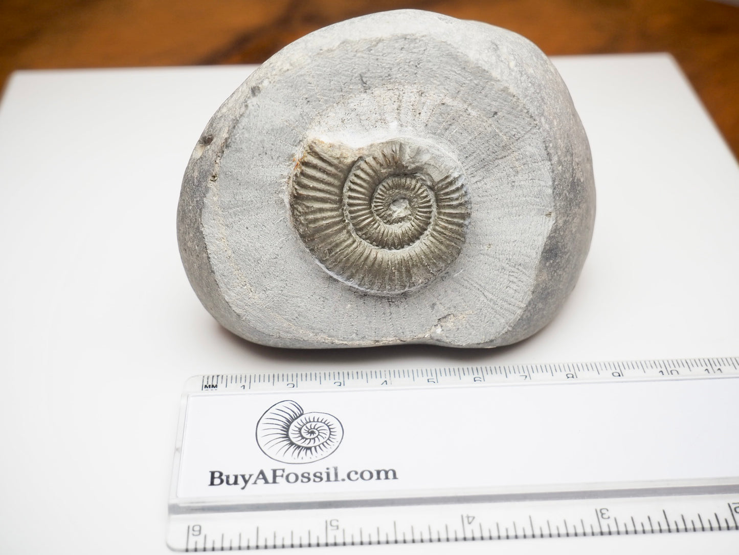 Dactylioceras Ammonite Fossil From Whitby Yorkshire Coast