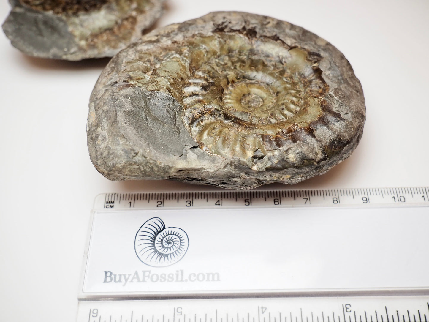 Hildoceras Ammonite Fossil Split Pair From Whitby Yorkshire Coast