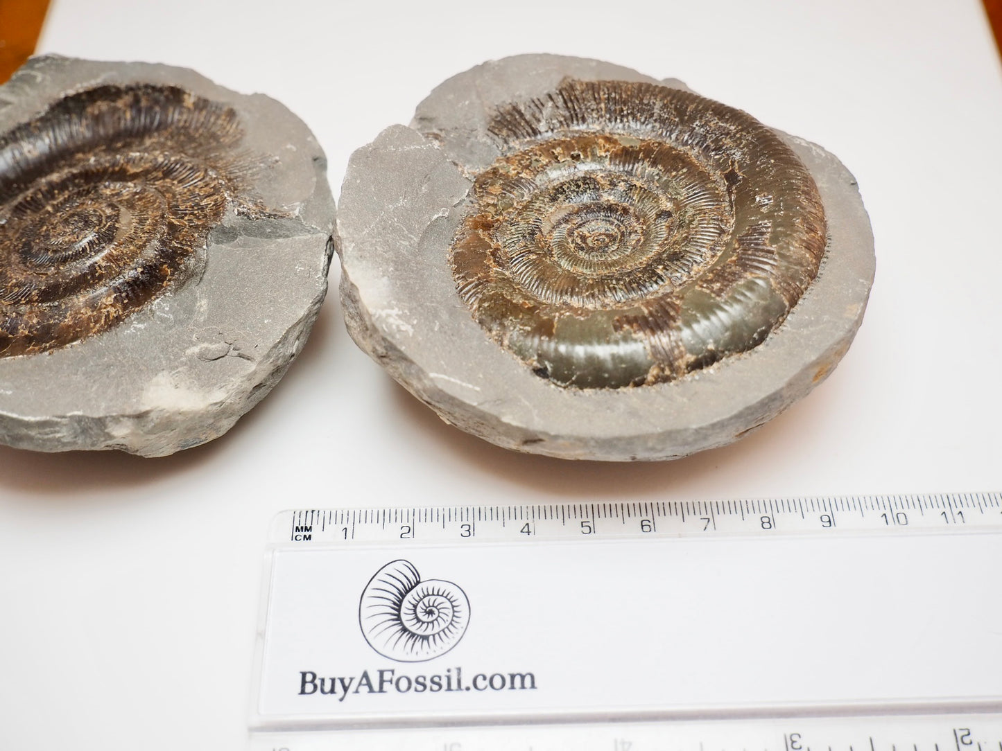 Whitby Jurassic Ammonite Split Pair – Dactylioceras Tenuicostatum